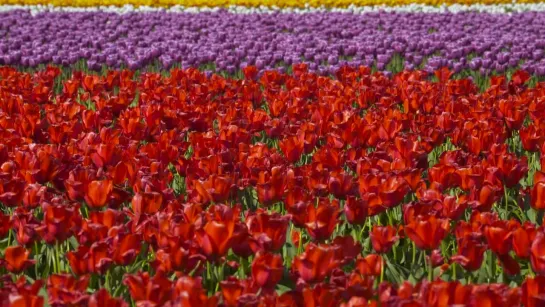 Tulip Festival, Skagit Valley - Beauty of flowers in 4K UHD Relaxation video  (4-hour video)