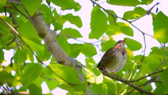 4K - Bird Song Relaxation Video, Birds Singing-Relaxing Sounds - FREE DOWNLOAD!