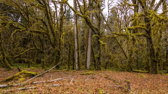 Hoh Rain Forest - 4K Nature Relaxation Film