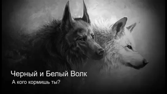 .🐺Чёрный и белый волк🐺