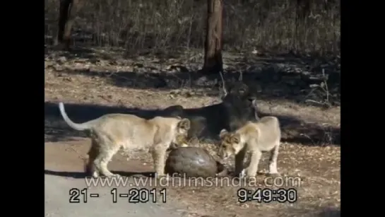 Lions try to chew on an armour-plated Pangolin - India