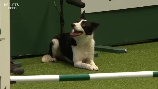 победное выступление в аджилити на Crufts 2020