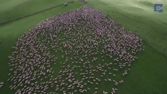 Mesmerising Mass Sheep Herding