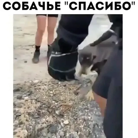 собачье "спасибо"