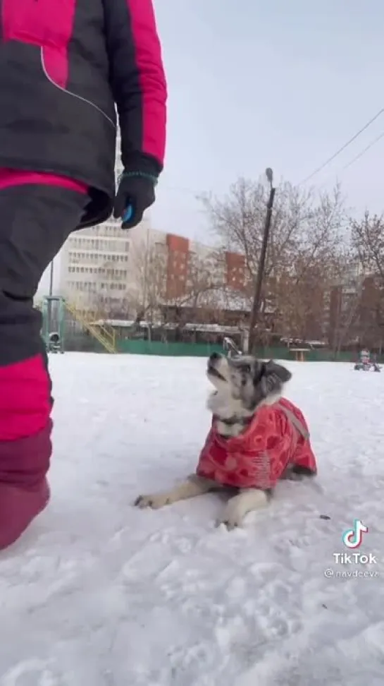 Почему вам не надо заводить бордер колли