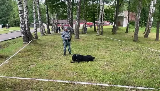 Video by УМВД России по Калининградской области