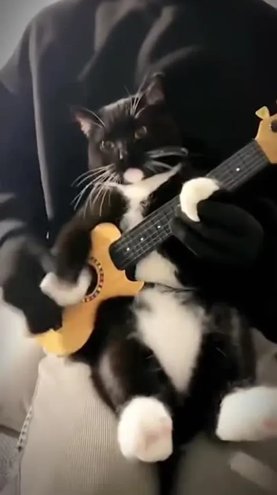 #КотМОХНАТ 🎸 играет на гитаре