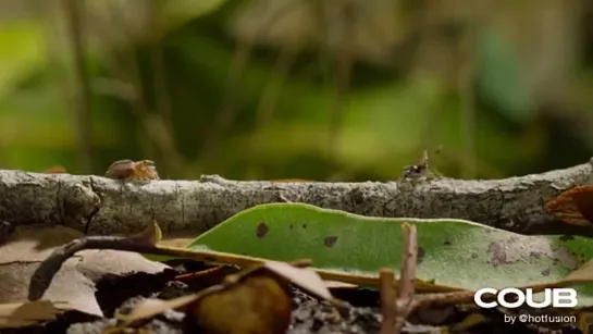 Tiny World — The Outback Peacock Spider