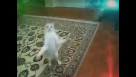 Котэ Jump Style