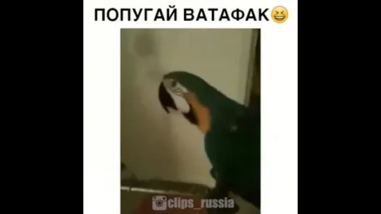 попугай "ватафак"