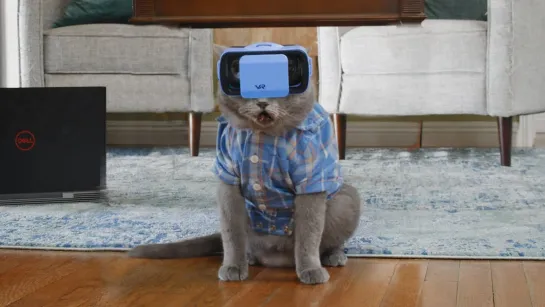 VR CAT ▸ 4K