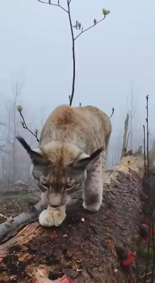 Видео от иней.