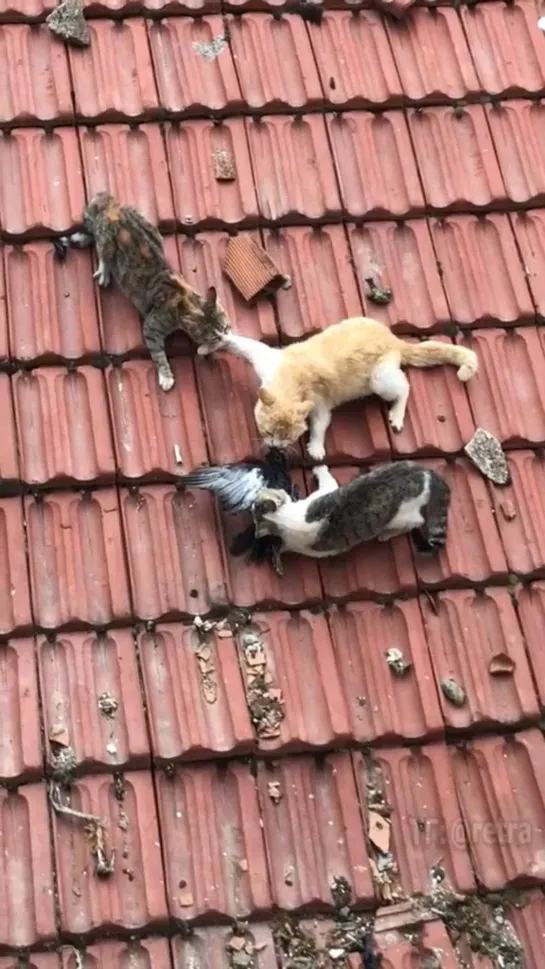 3 кота, 1 добыча