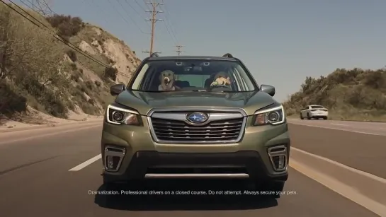 Subaru Dog Tested Subaru Commercial Honk.mp4