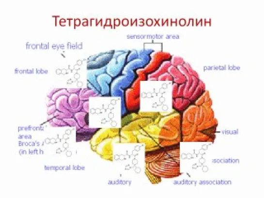 Кого укусил Жданов? 2 СЕРИЯ - "Биолог не знает биологию"