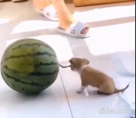 🐶🍉 Мой размерчик 😄