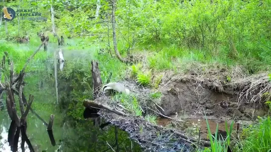 В Нижне-Свирском заповеднике бобры построили плотину, и по ней теперь, как по мосту, ходит весь лес