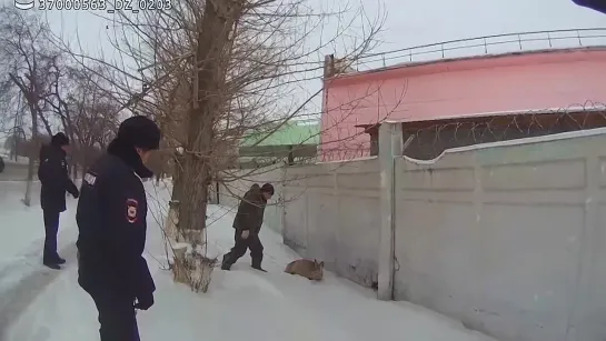 В Омске сотрудники патрульно-постовой службы полиции помогли в спасении раненой косули.