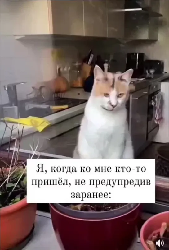 Откуда звук ?