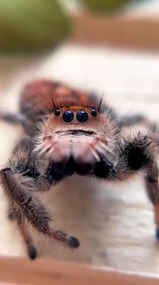 Паучек Степан интересуется как ваши дела 🙃👋🕷