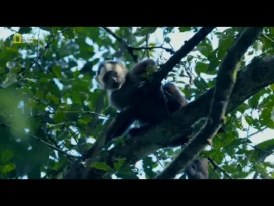 Женщина, воспитанная обезьянами / National Geographic. Woman Raised by Monkeys (2014)