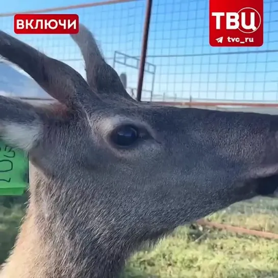 В Приморье стали раздаваться скрипы старых дверей.