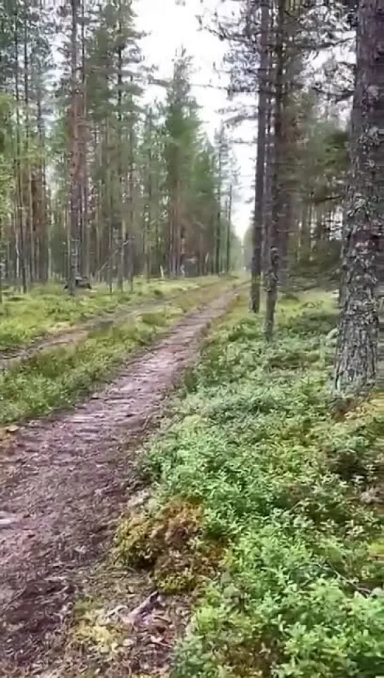 Продаю охотничью собаку  с родословной.