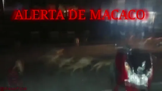 ALERTA DE MACACO