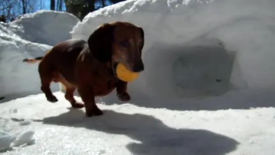 Playing Hockey With Cute Dachshund Dogs