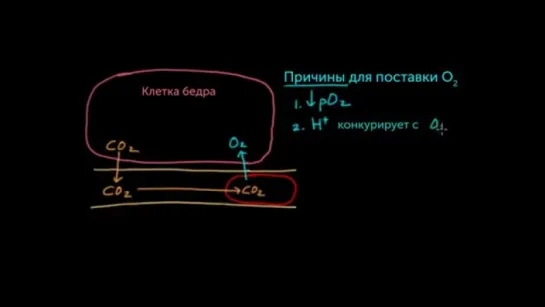 Роль гемоглобина