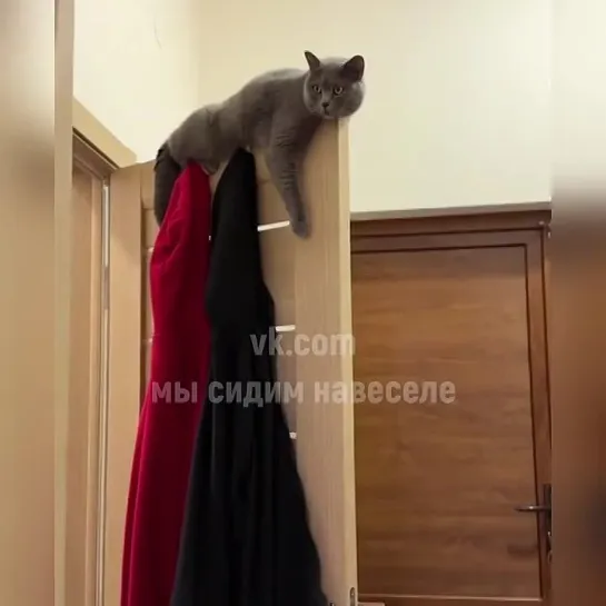 Альпинист котик