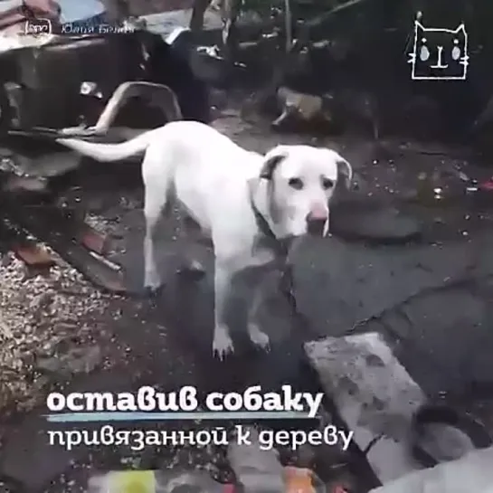 Собачка наша