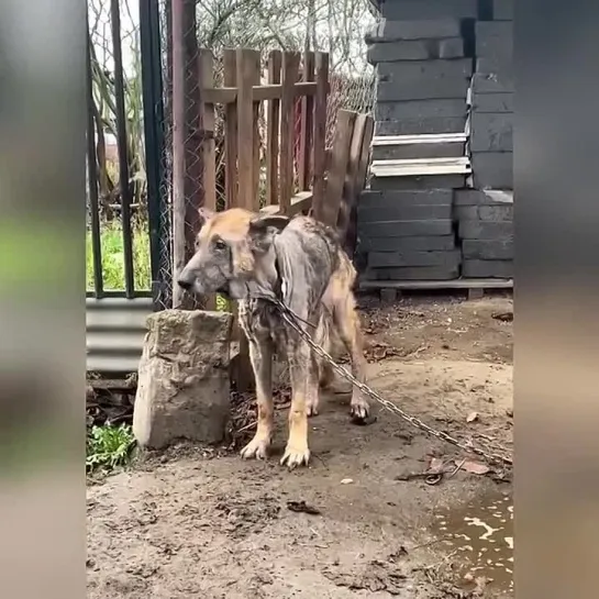 Бедненький, спасибо вам люди