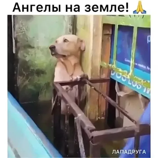 Спасибо вам за человечность!