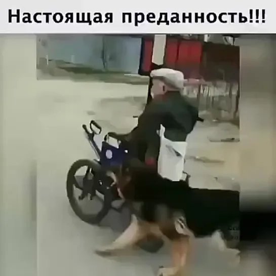 Настоящая дружба навечно