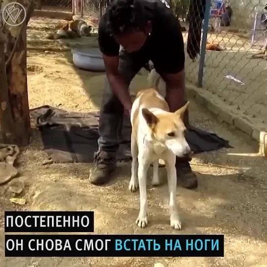 Просто собачка!