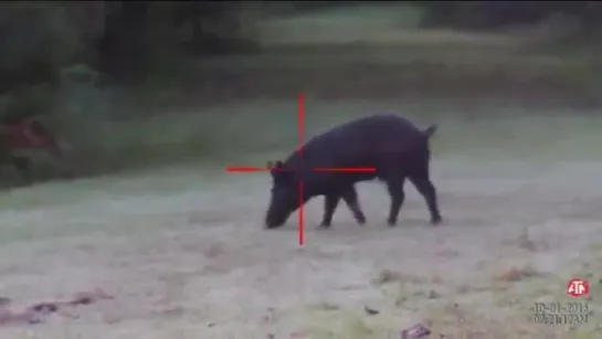 17 Pigs w⁄ ATN X-Sight ll HD Day time pig Hunting