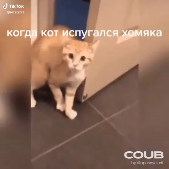 Хомяк и кот