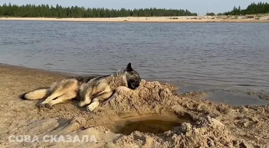 Все мы сегодня немного эта собачка из Нового Уренгоя. Злой Ямал