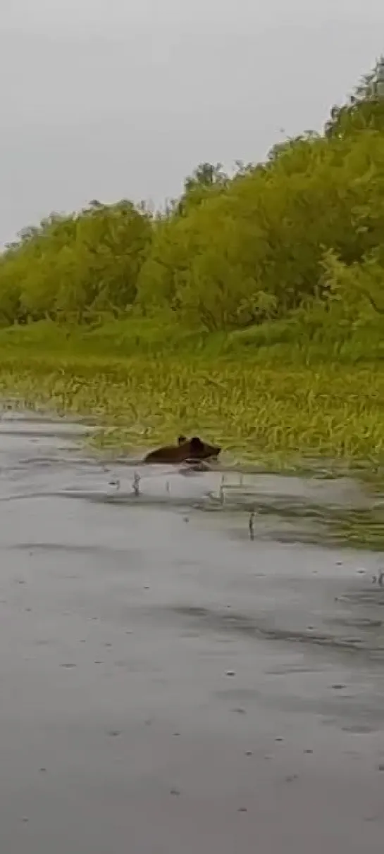 ❗Плавающий Медведь 🙃