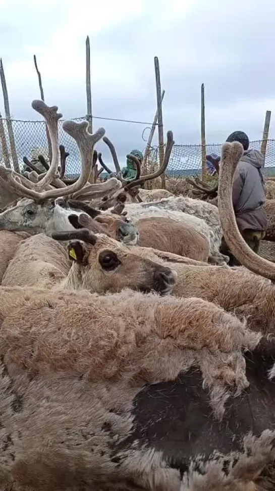 Просчёт оленей в загоне. Злой Ямал