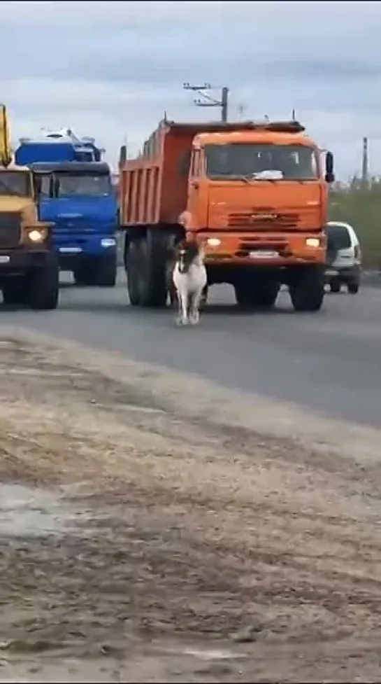 Пони в Новом Уренгое. Злой Ямал