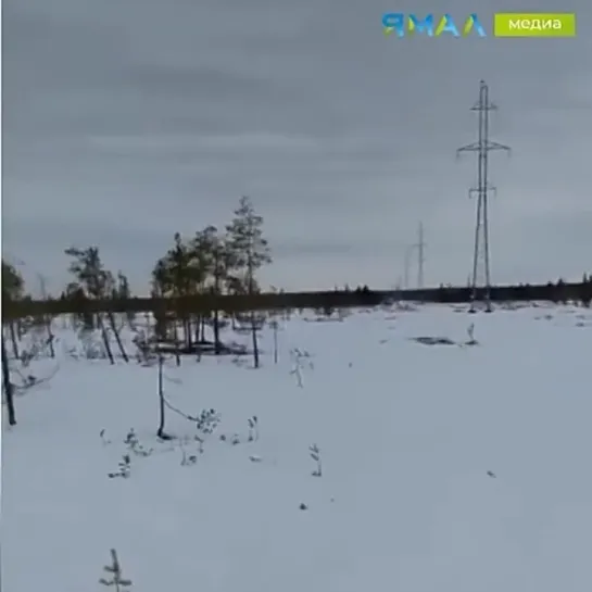 Ямальские гадюки ожили. Злой Ямал