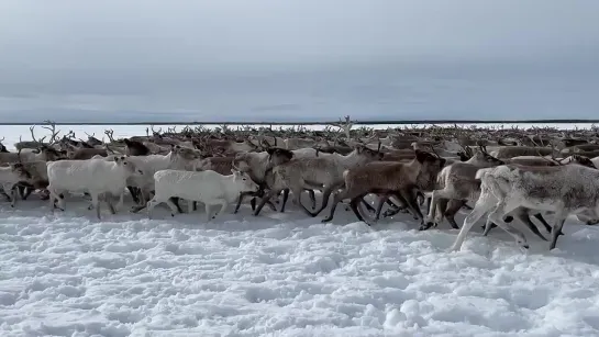 Рогатые кочевники. Злой Ямал