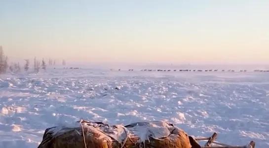 Вот оно - счастье, когда бегут домой довольные, сытые. Злой Ямал