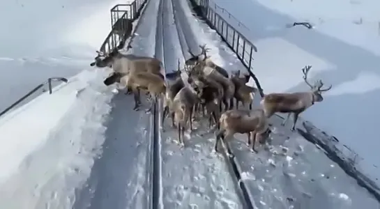 Олени задержали поезд в Якутии. Злой Ямал