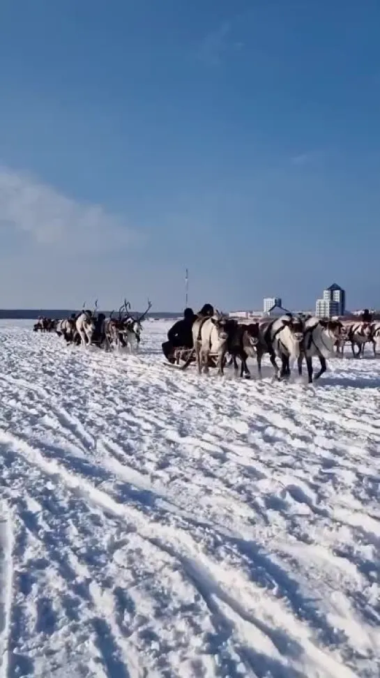 День оленевода в Надыме. Злой Ямал