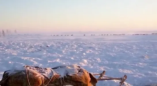 Вот оно - счастье, когда бегут домой довольные, сытые. Злой Ямал