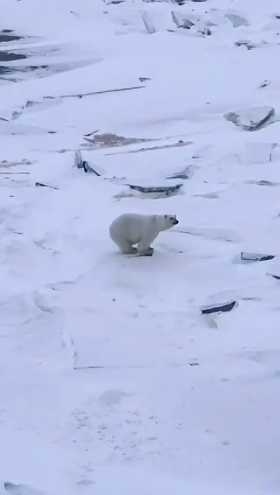 Приплыли. Злой Ямал.