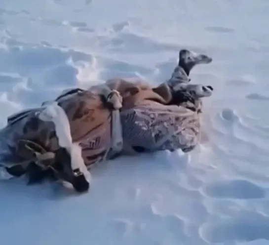 Семейные разборки. Злой Ямал